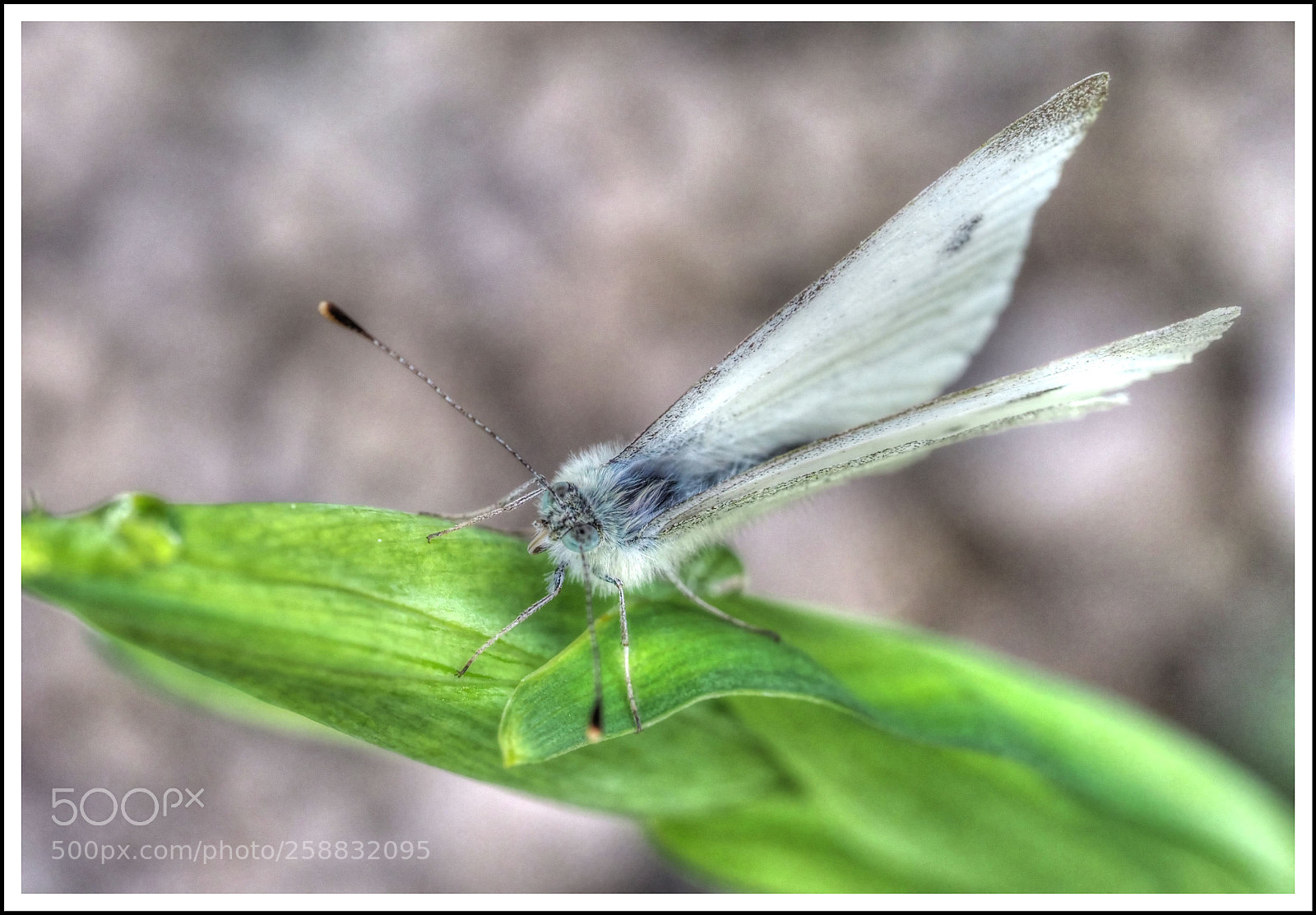 Olympus OM-D E-M1 Mark II sample photo. Blue eyes photography