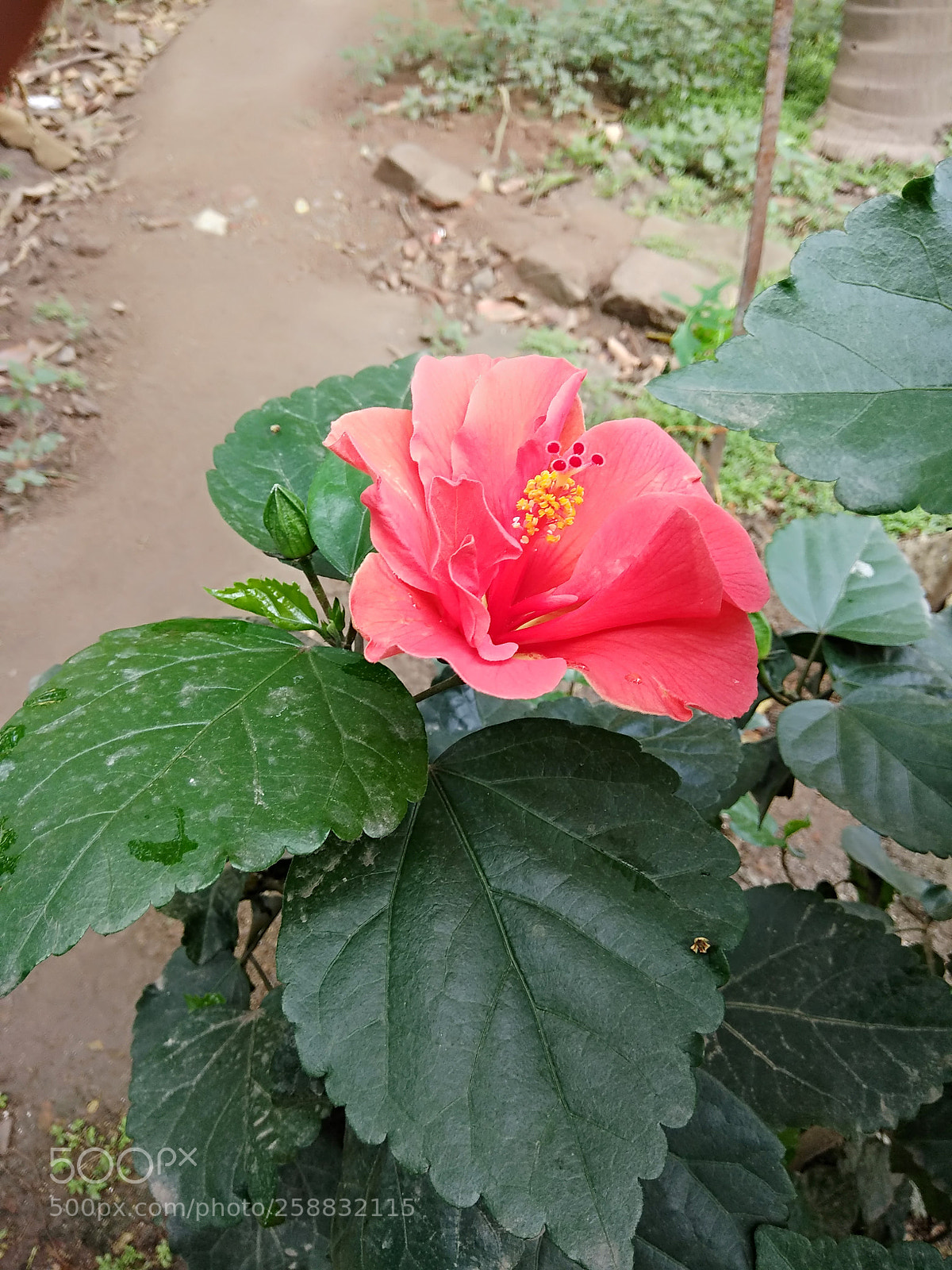 Xiaomi Redmi Note 4 sample photo. Untitled photography