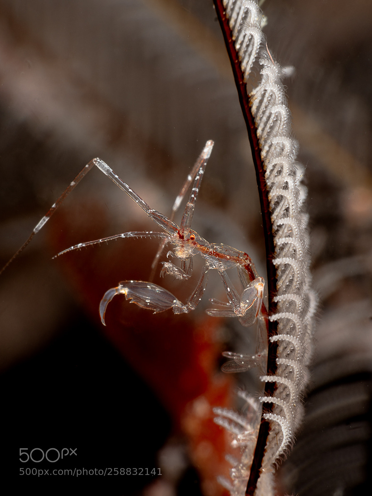 Panasonic Lumix DC-G9 sample photo. Alien photography