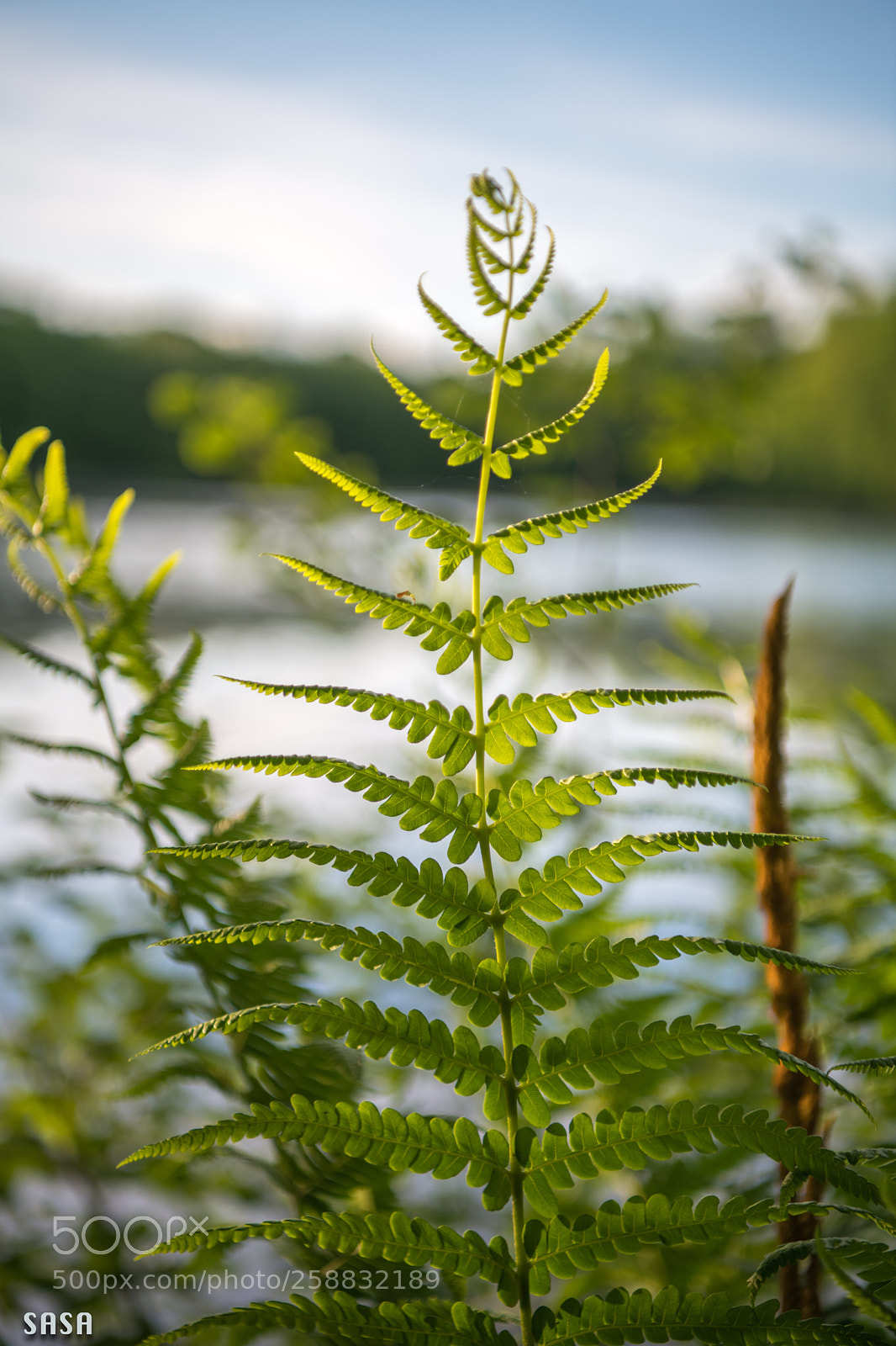 Nikon D850 sample photo. Spring green photography