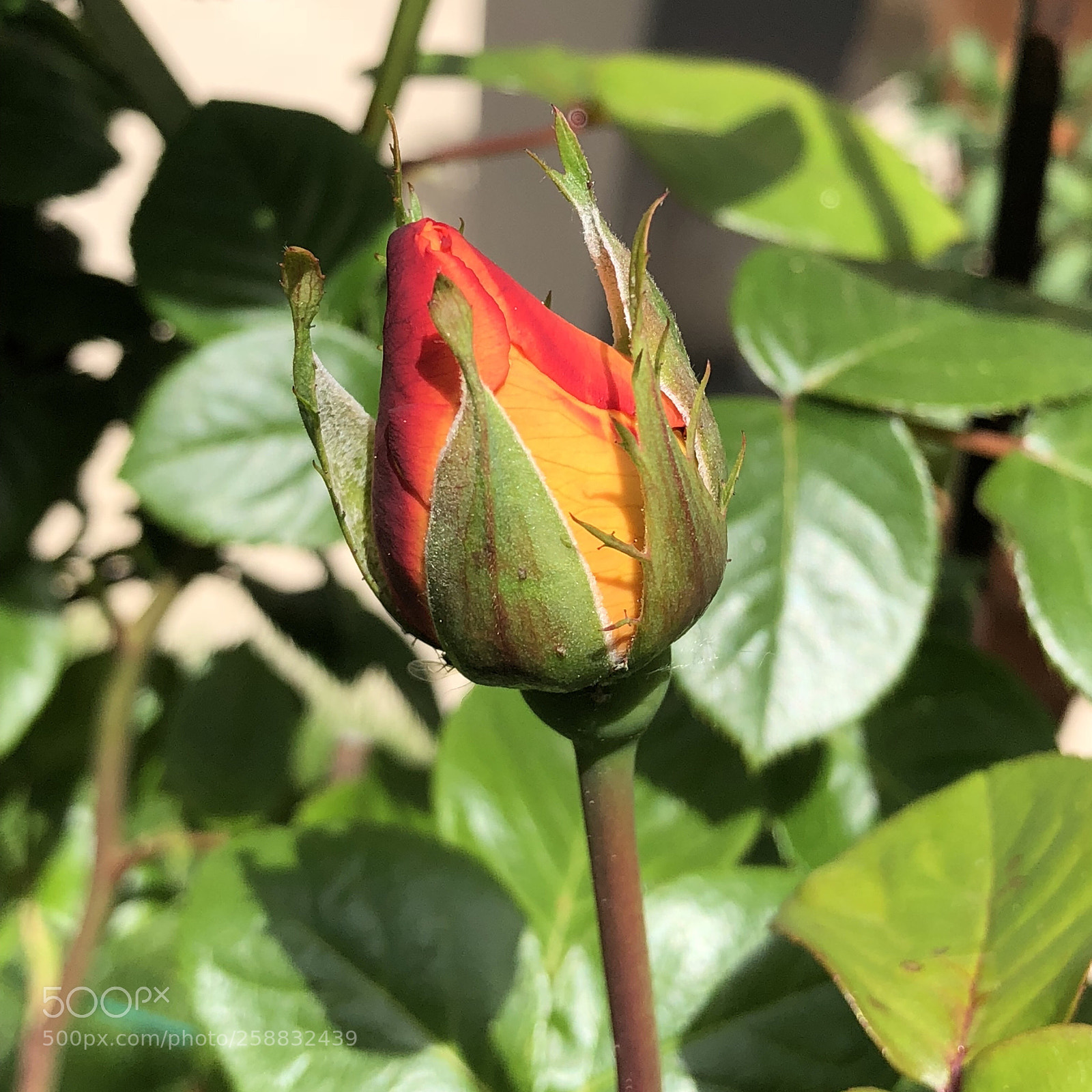 Apple iPhone X sample photo. Untitled photography