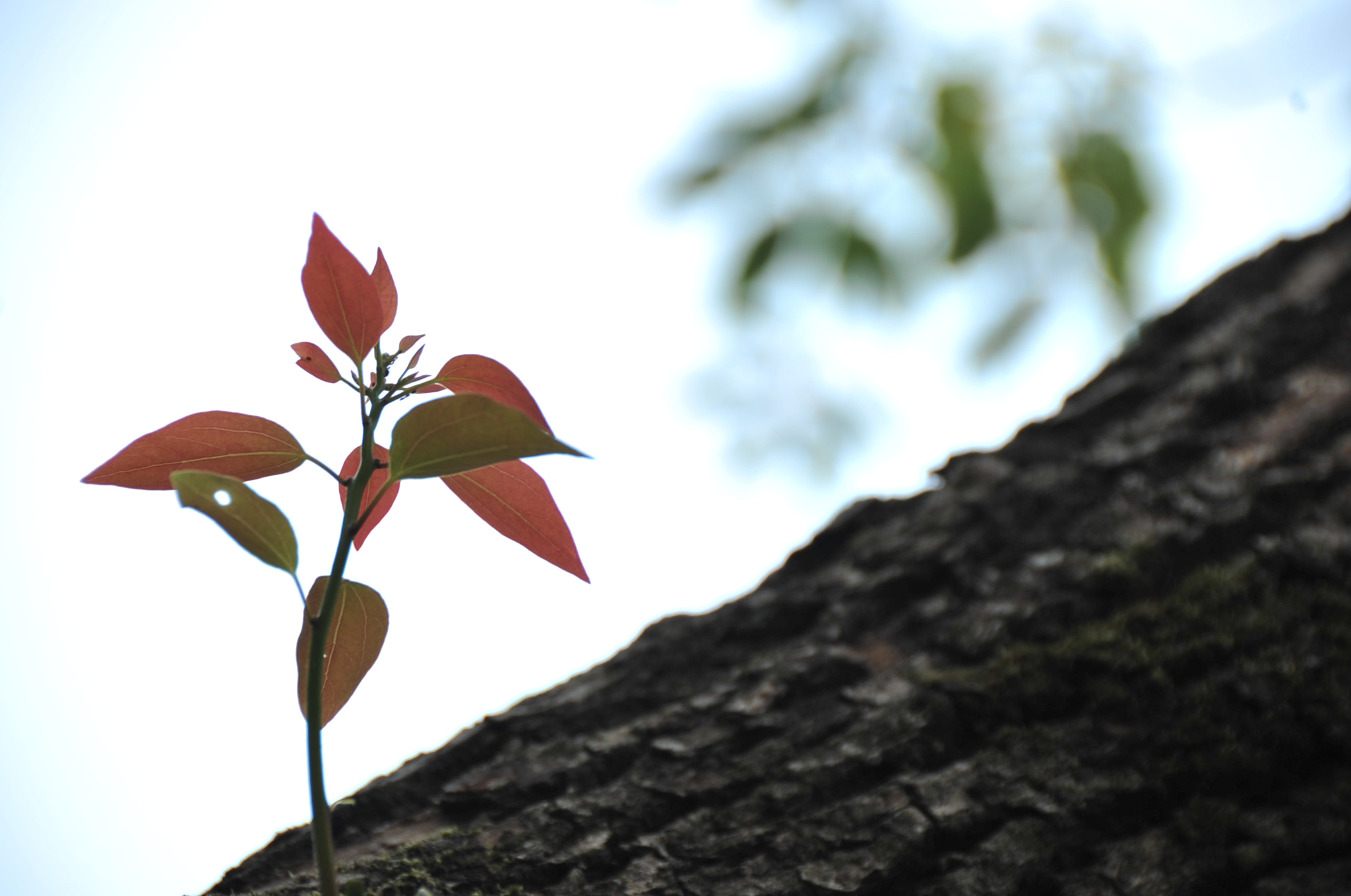 Nikon D3S + Nikon AF-S DX Nikkor 18-200mm F3.5-5.6G ED VR II sample photo. .. photography