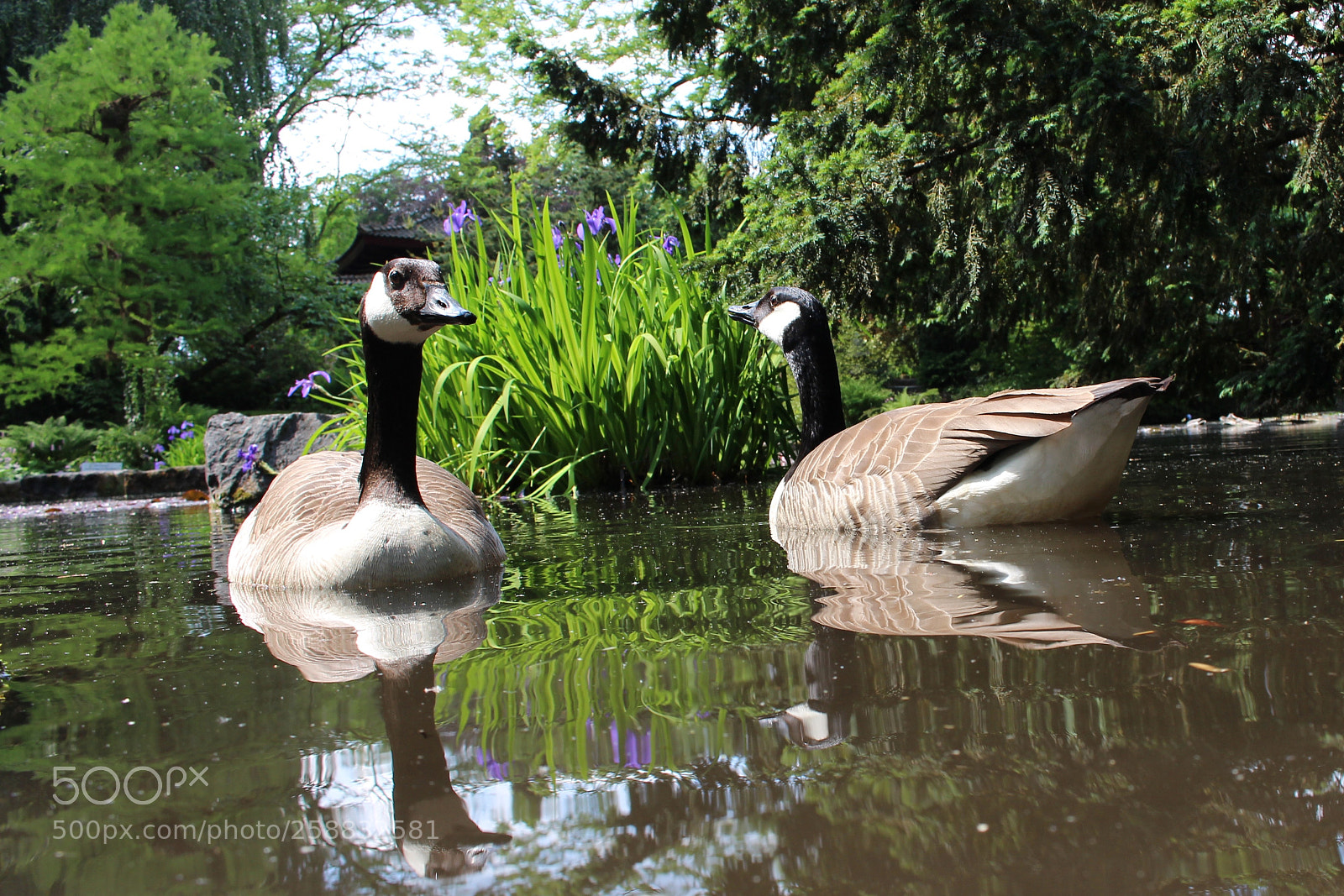 Canon EOS 700D (EOS Rebel T5i / EOS Kiss X7i) sample photo. My geese couple photography