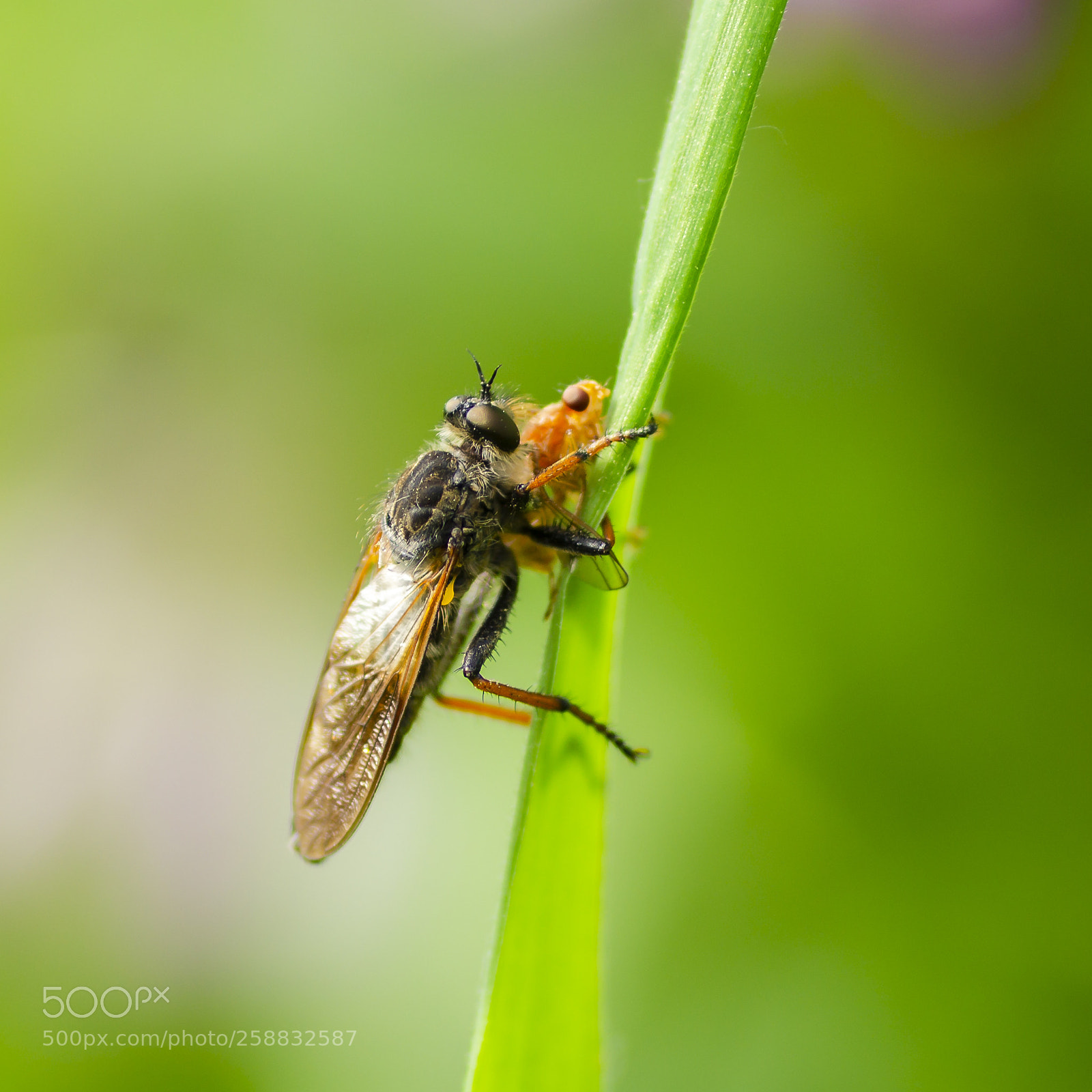 Sony SLT-A58 sample photo. Robberfly with prey photography
