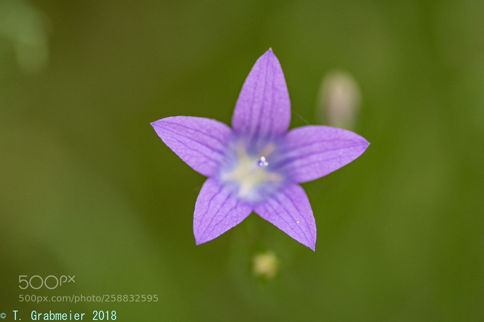 Nikon D5500 sample photo. Dsc photography