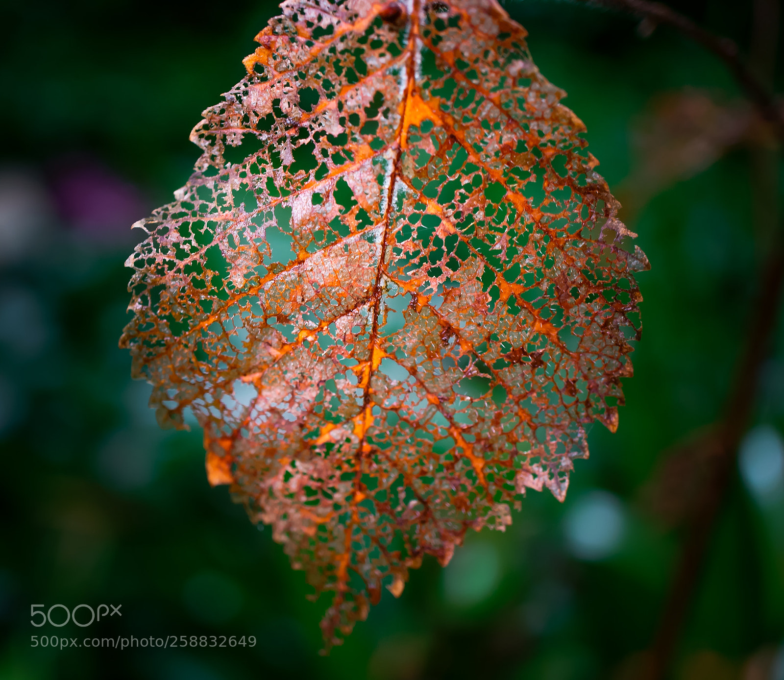 Sony a6000 sample photo. Autumn mood photography
