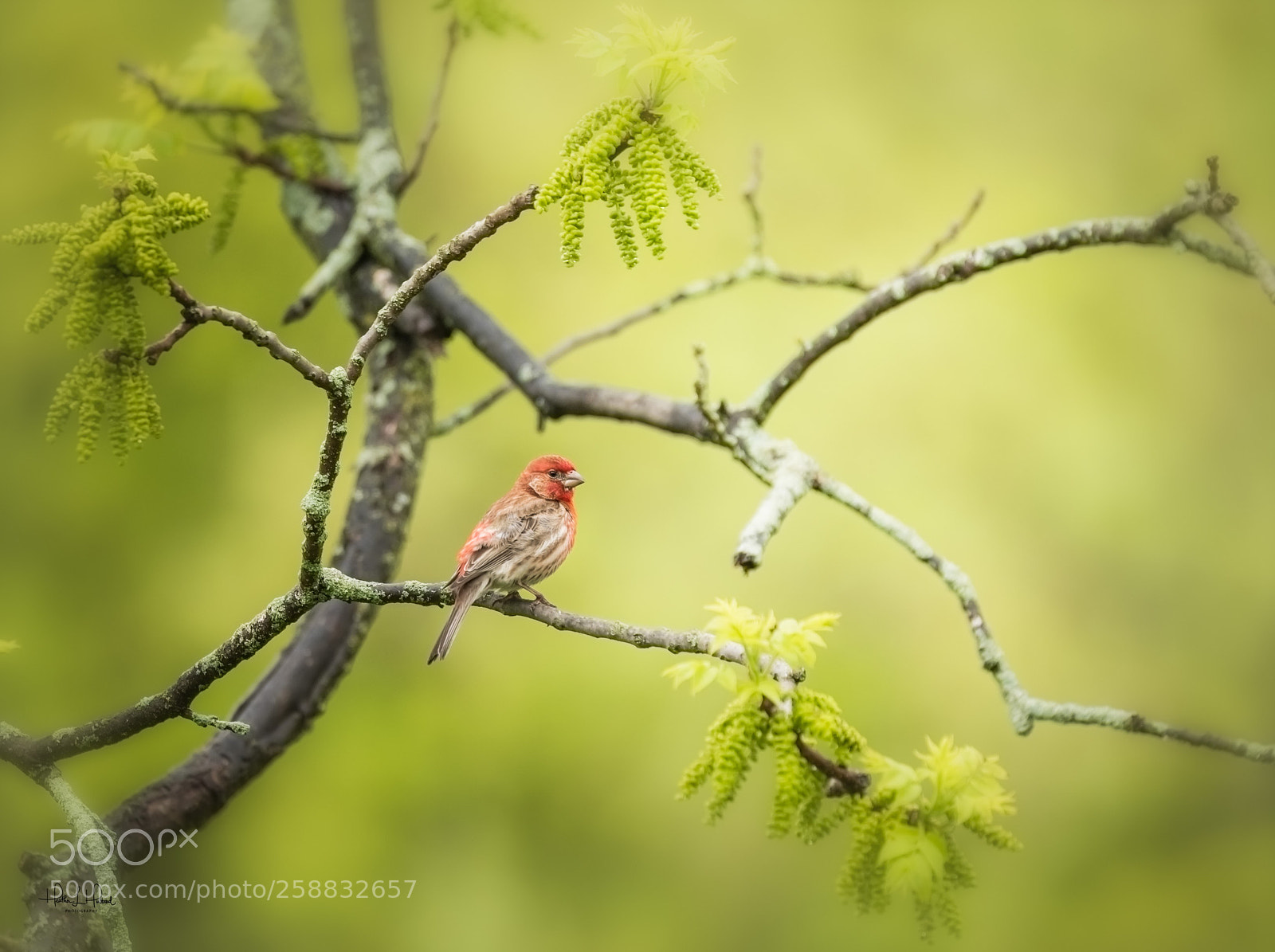 Nikon D810 sample photo. Purple finch photography