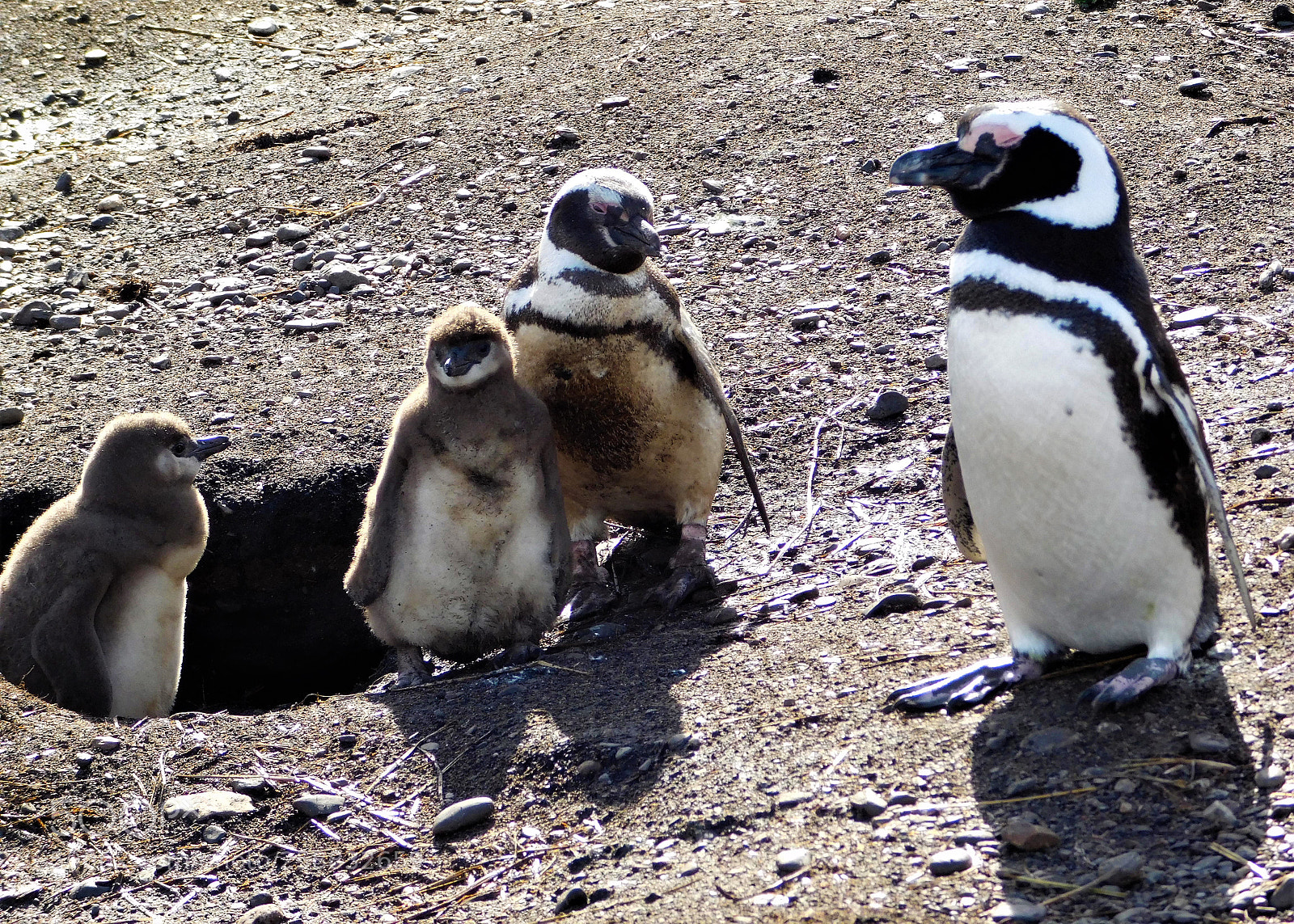 Nikon Coolpix L840 sample photo. Penguin family photography