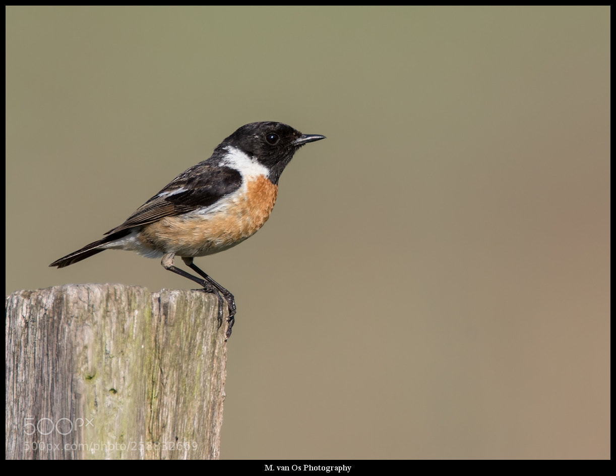 Canon EOS 7D Mark II sample photo. Stonechat (m) / roodborsttapuit (m) photography
