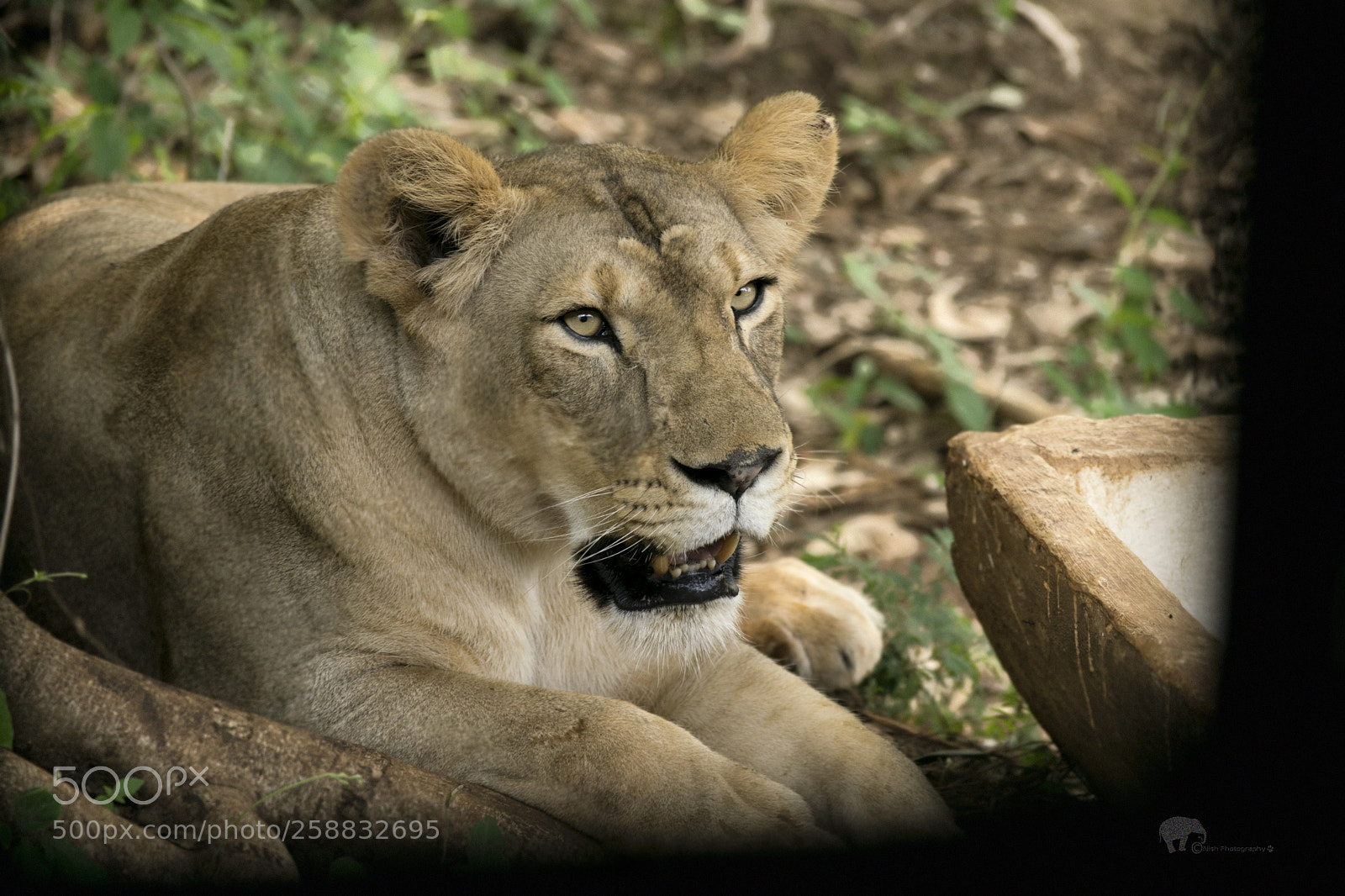 Nikon D5300 sample photo. Lioness photography