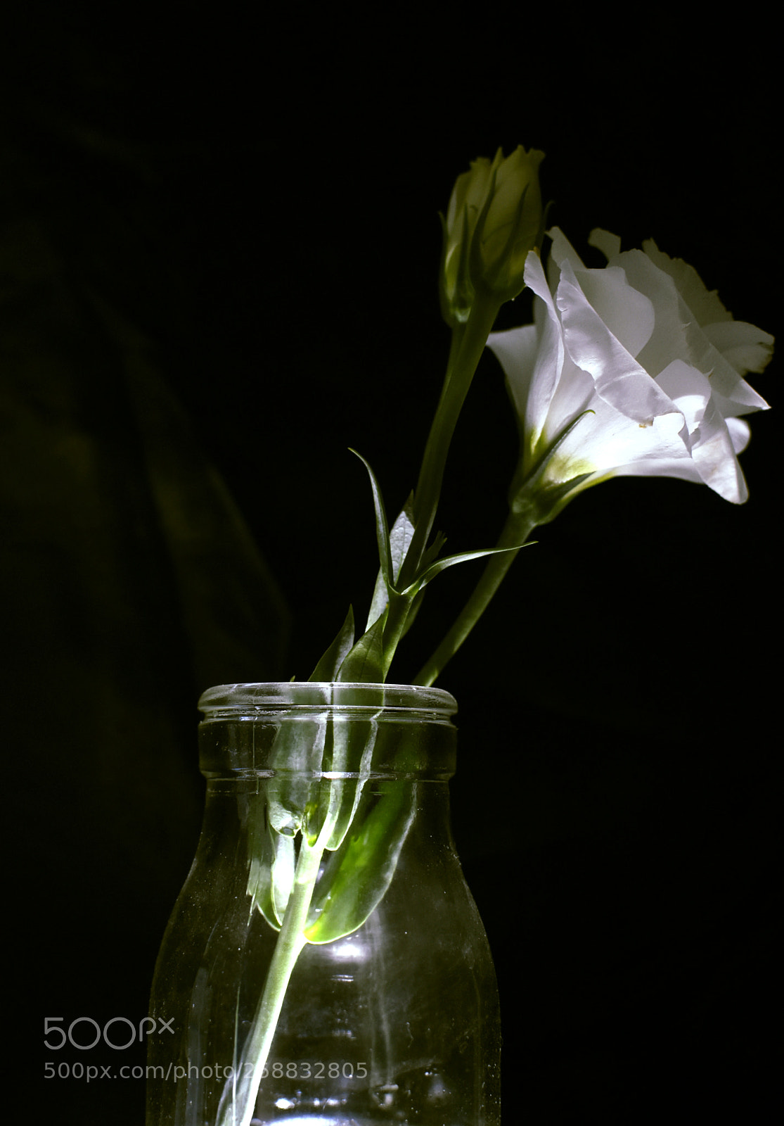 Nikon D3400 sample photo. 誰の花 photography