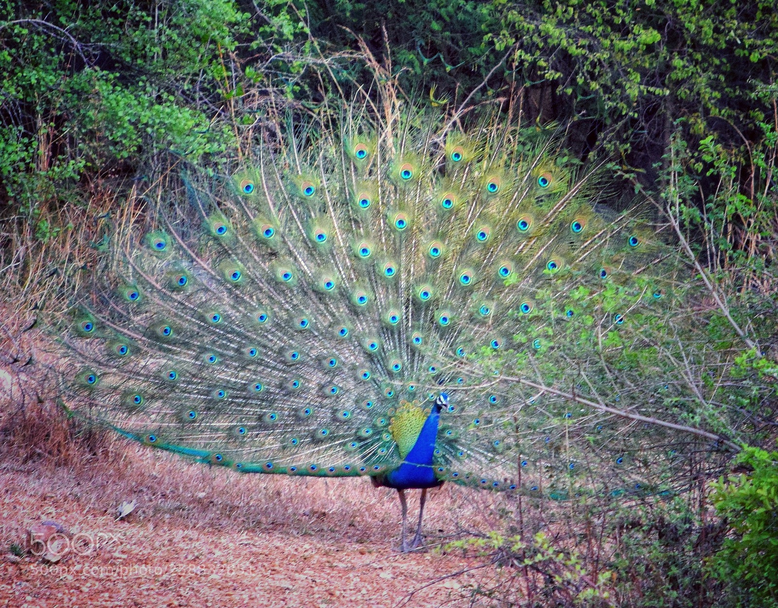 Nikon D3300 sample photo. Peacock in ecstasy photography