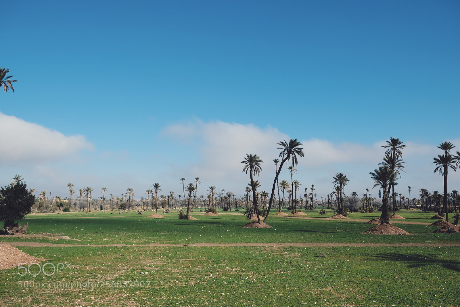 Fujifilm X-T2 sample photo. Palm trees photography