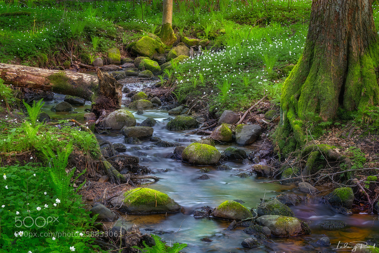 Sony a7R II sample photo. The flow photography