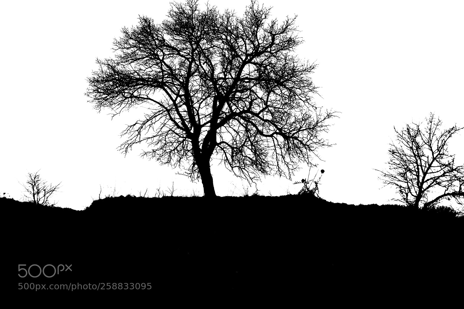 Nikon D5300 sample photo. Tree photography