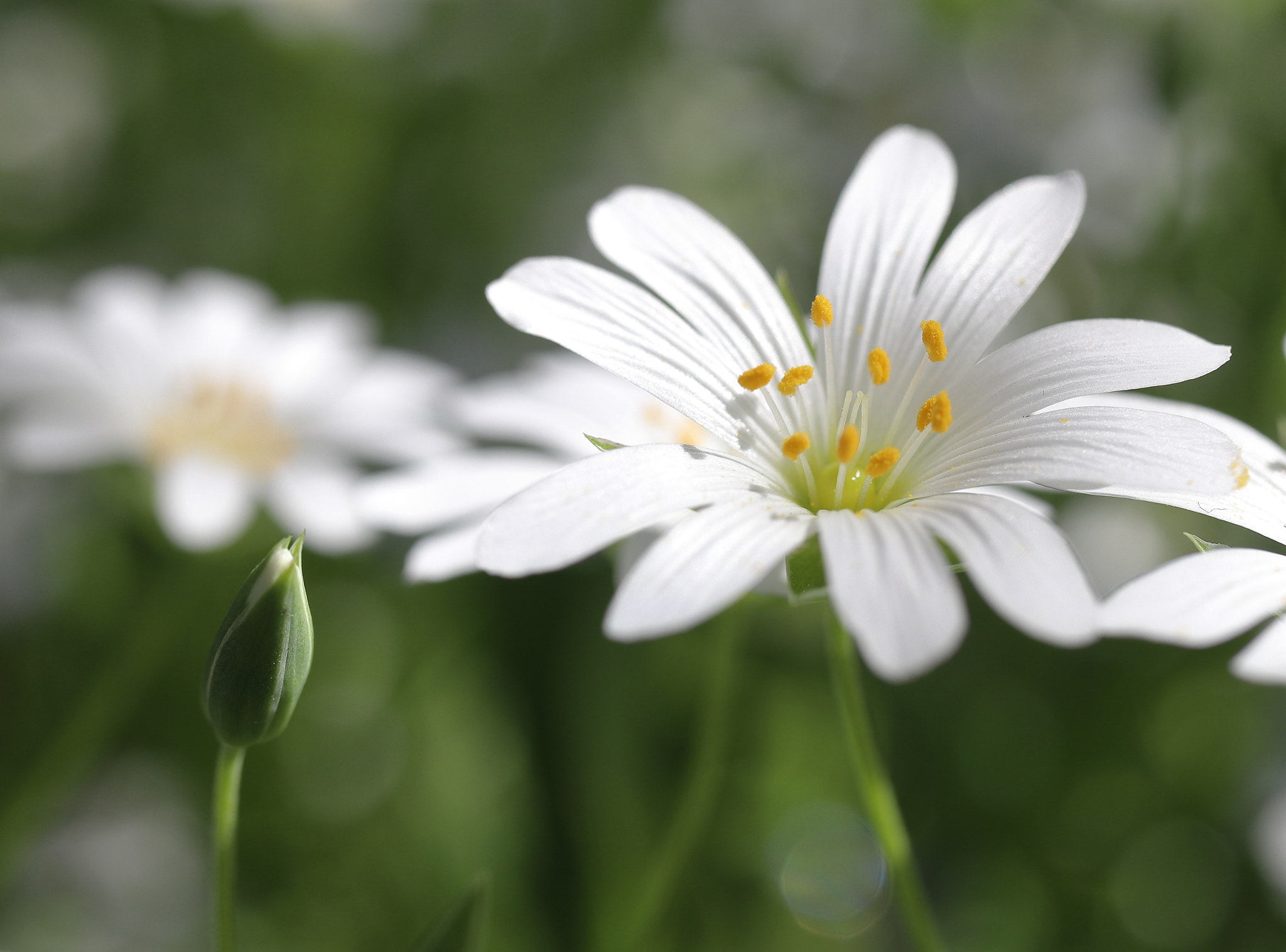 Canon EF-S 35mm F2.8 Macro IS STM sample photo. Skov løg photography