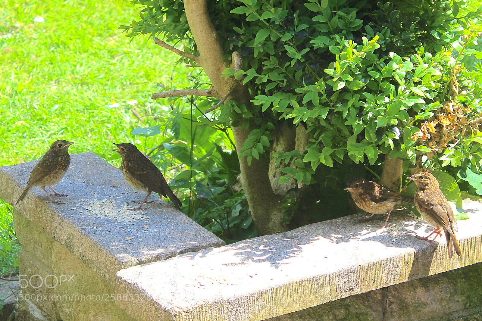 Canon EOS 100D (EOS Rebel SL1 / EOS Kiss X7) sample photo. 4 juvenile robins photography