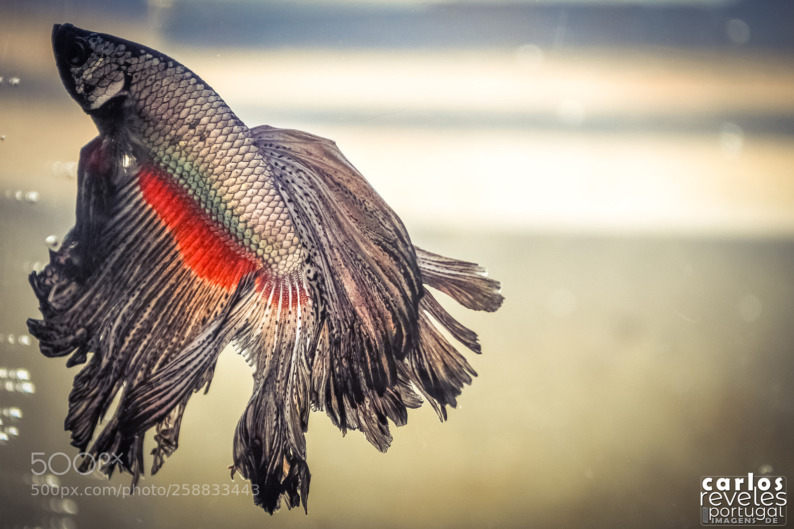 Nikon D5000 sample photo. Betta splendens, aquário photography