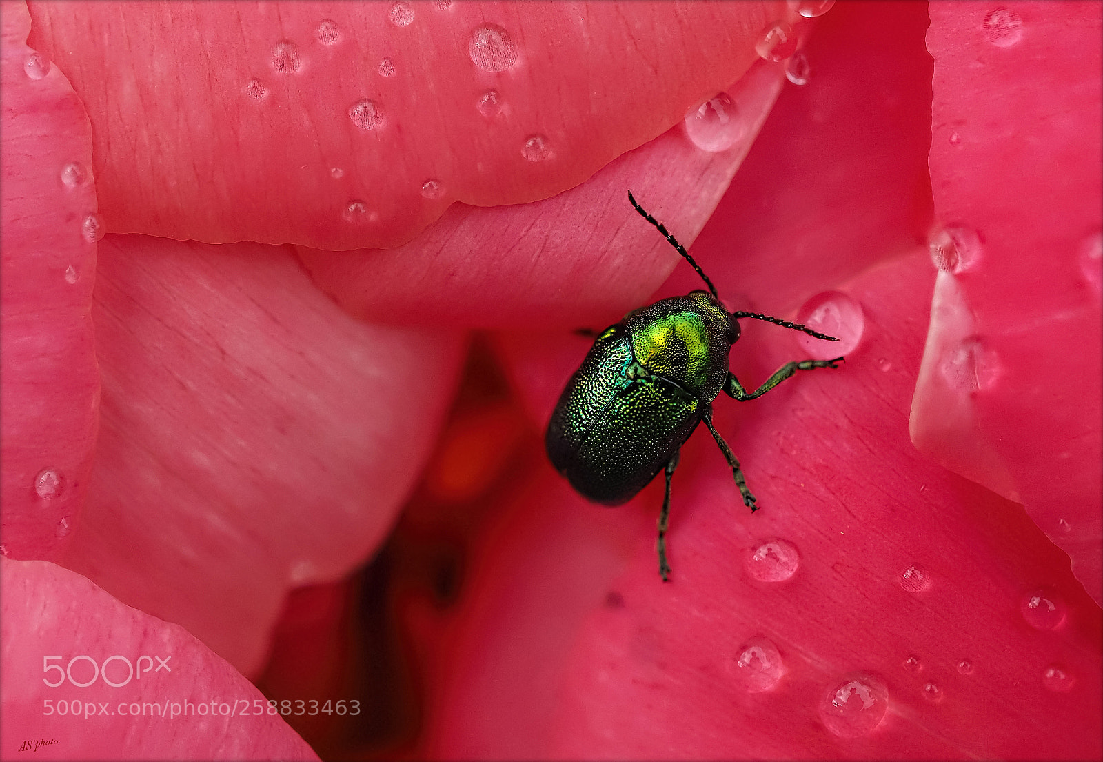 Olympus OM-D E-M1 Mark II sample photo. Green sorrel beetle photography
