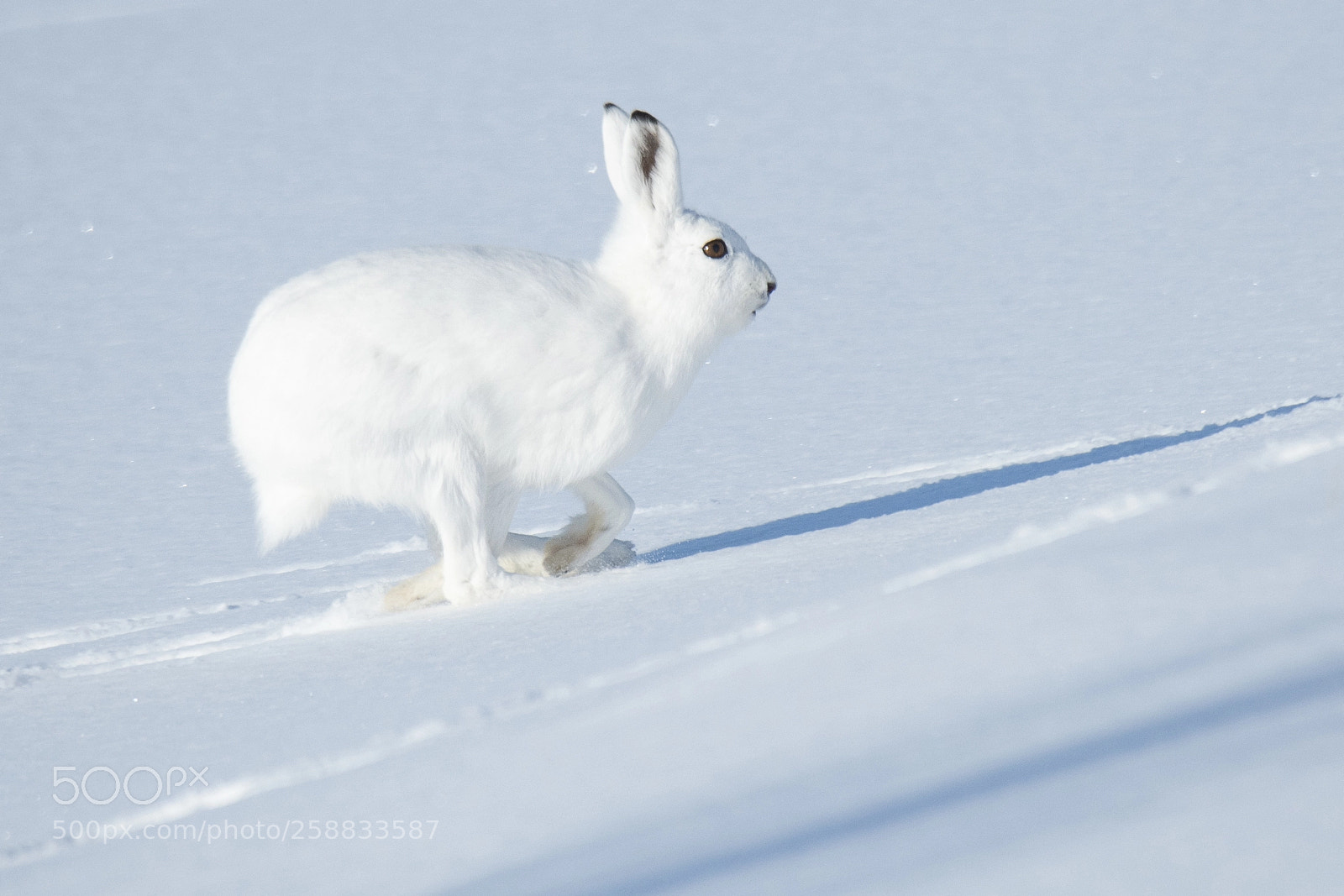 Nikon D850 sample photo. Hare - lepus timidus photography