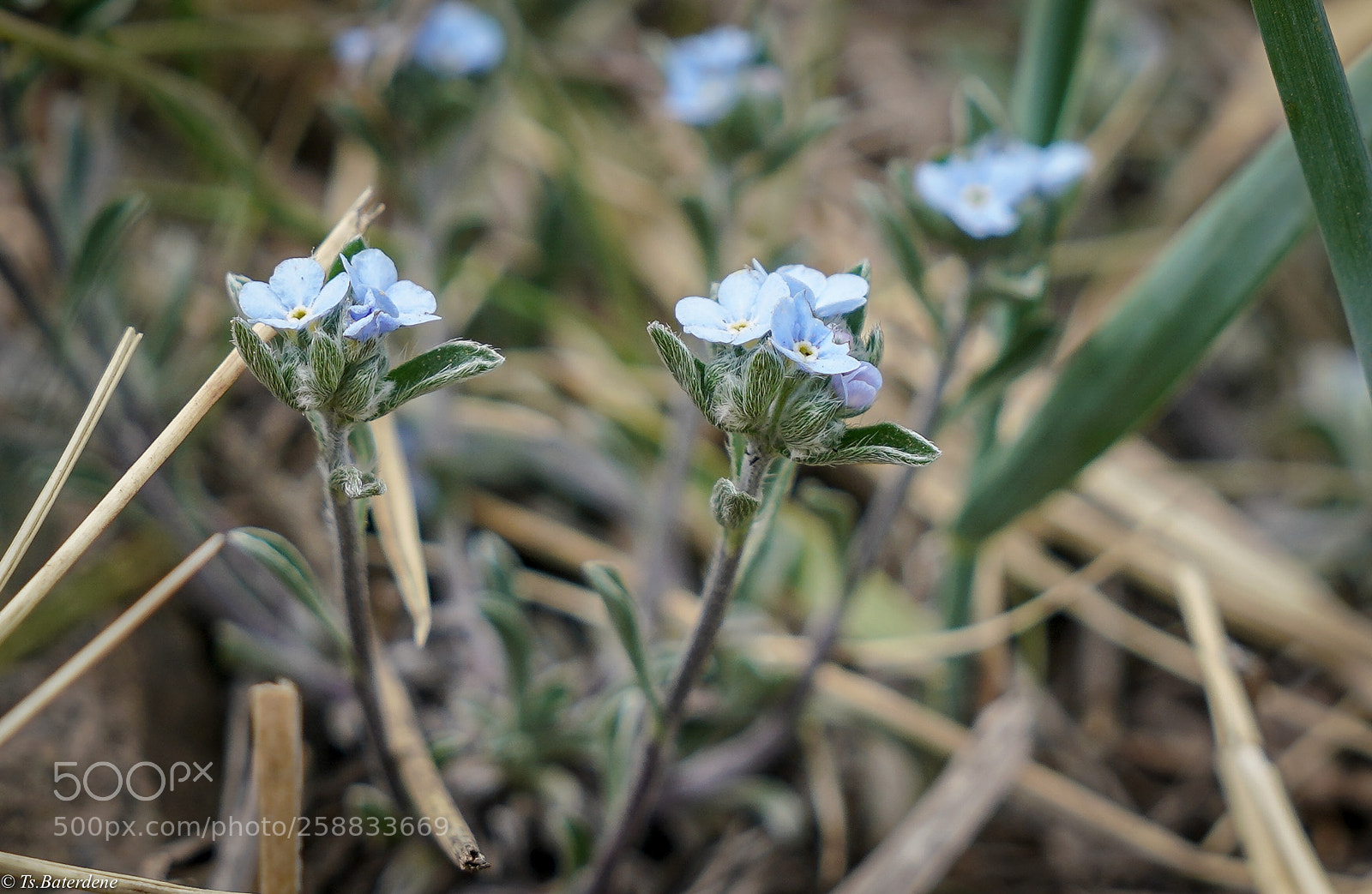 Sony a7R III sample photo. Little and blue photography