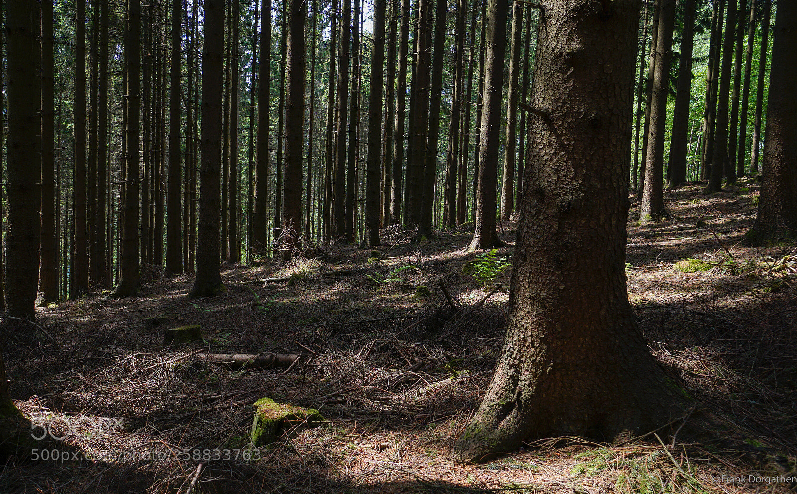 Sony a6000 sample photo. Into the woods photography