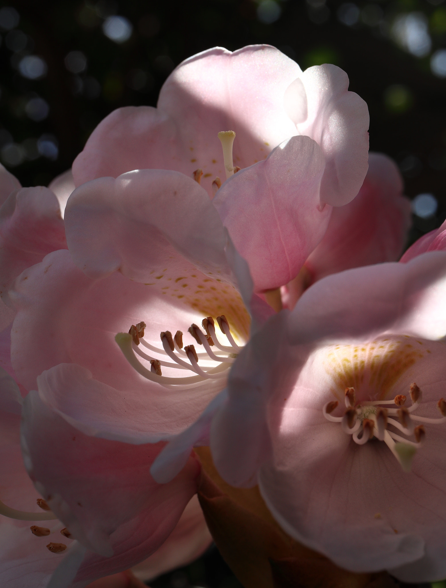 Canon EF-S 35mm F2.8 Macro IS STM sample photo. Rhododendron photography