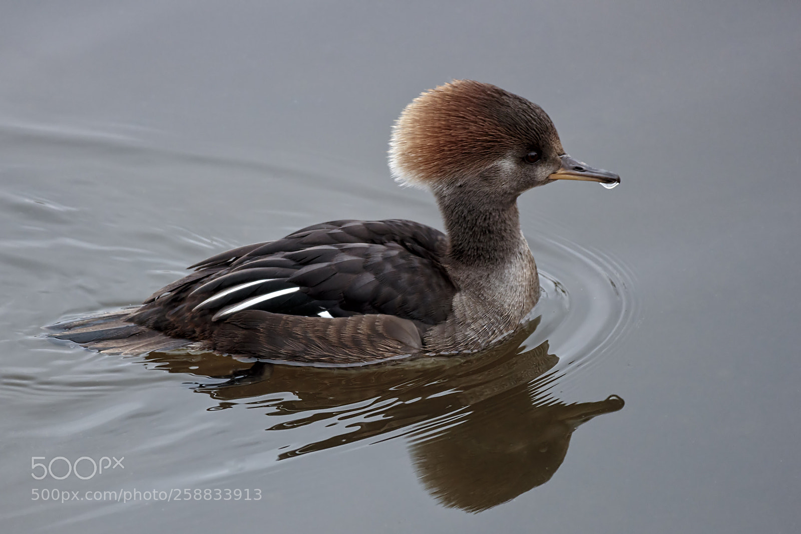 Canon EOS M10 sample photo. Female hooded merganser photography