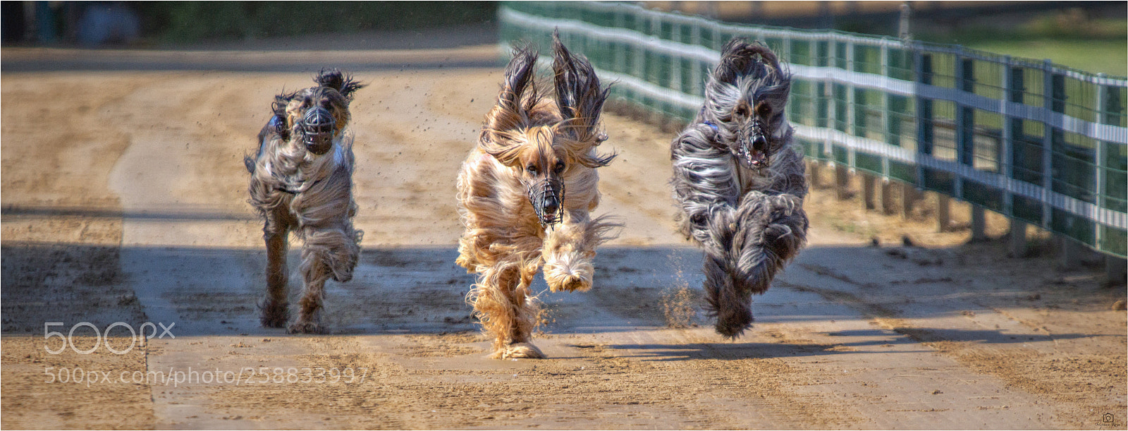 Sony SLT-A77 sample photo. Flying wool photography