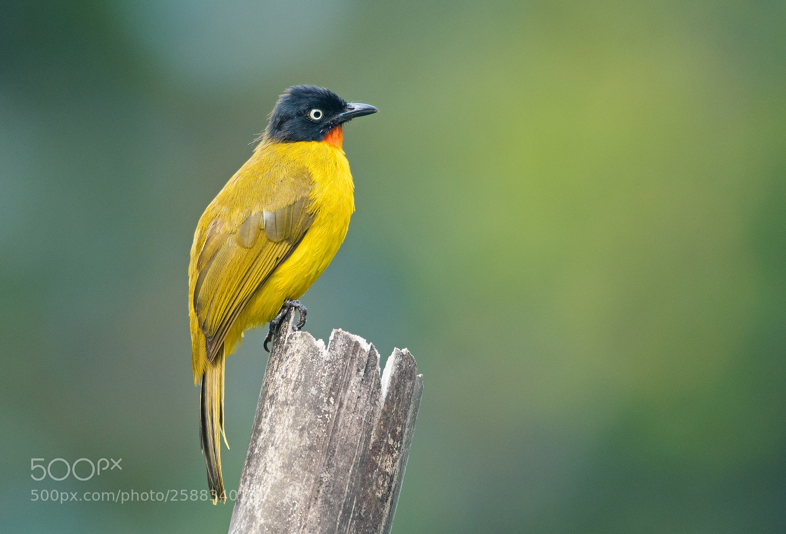 Nikon D500 sample photo. Flame throated bulbul photography