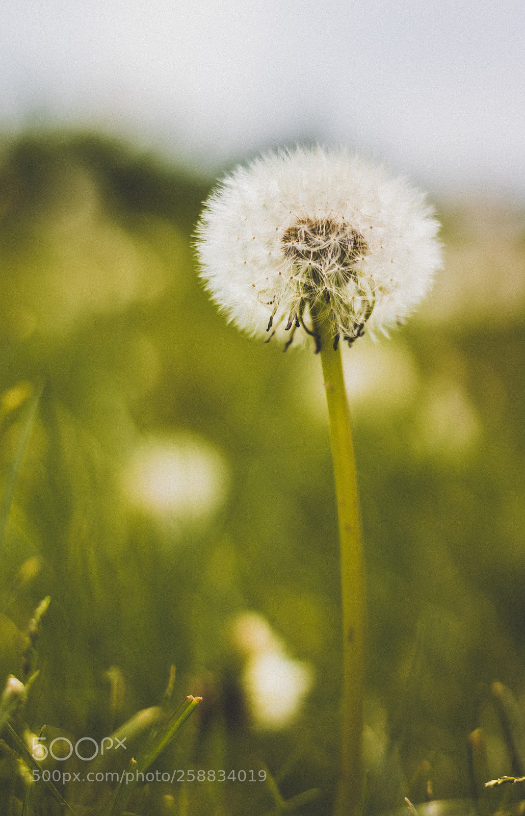 Canon EOS 750D (EOS Rebel T6i / EOS Kiss X8i) sample photo. Dandelion. photography