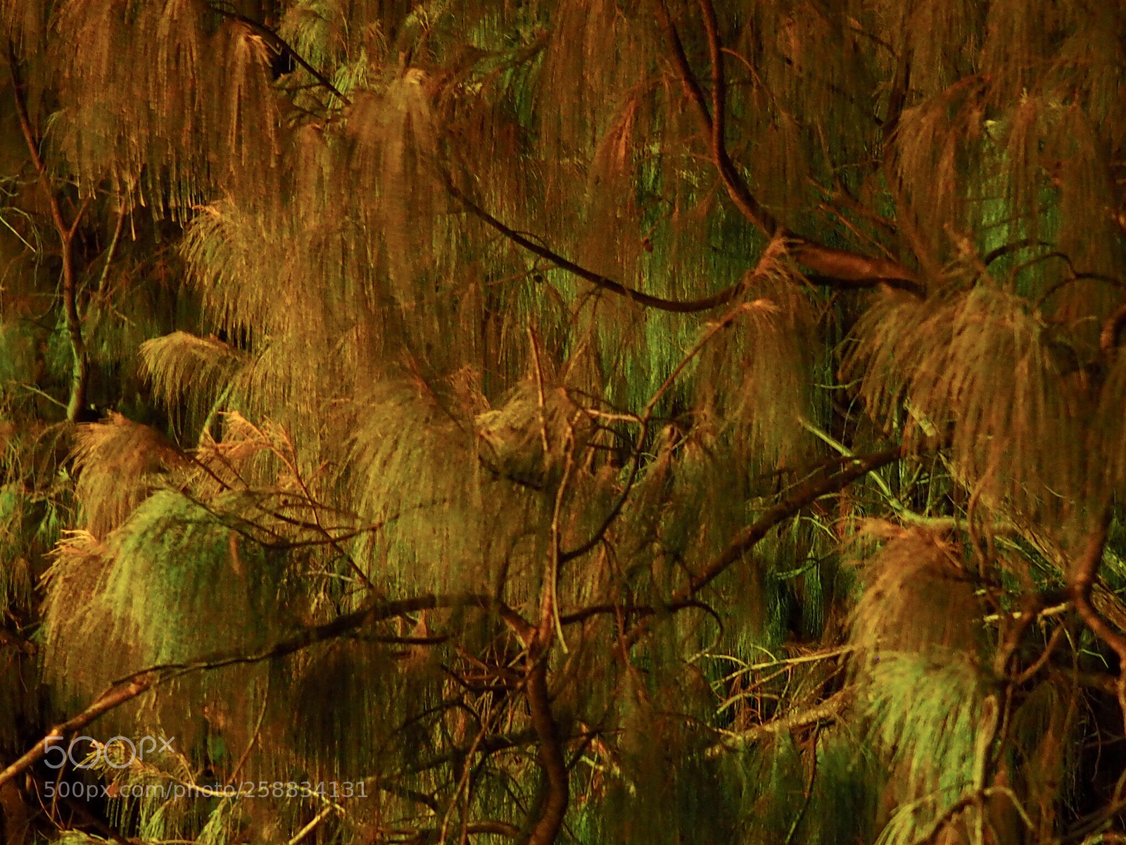 Olympus OM-D E-M10 sample photo. Australian beach foliage photography
