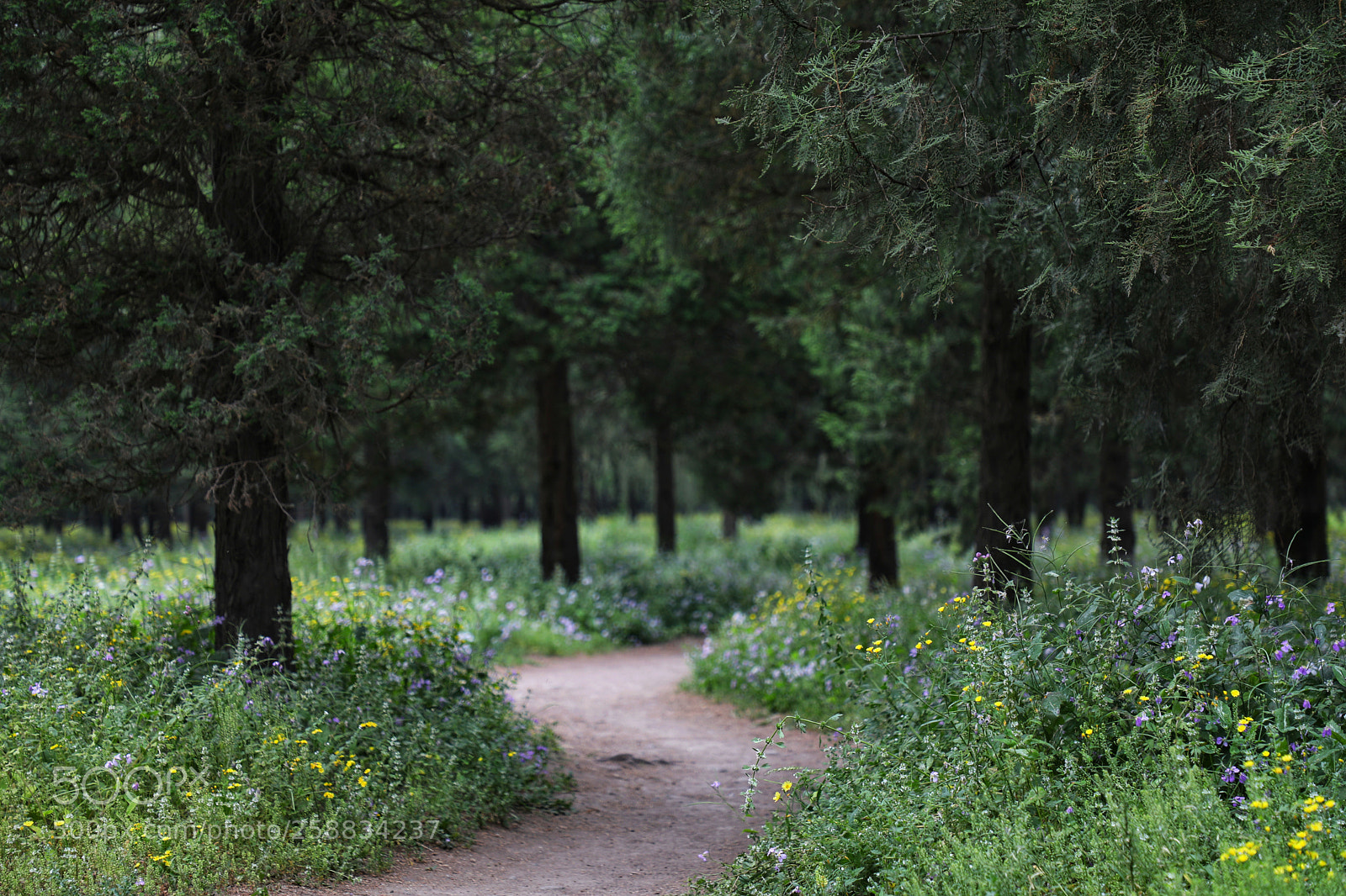 Canon EOS 5D Mark IV sample photo. Pathway photography