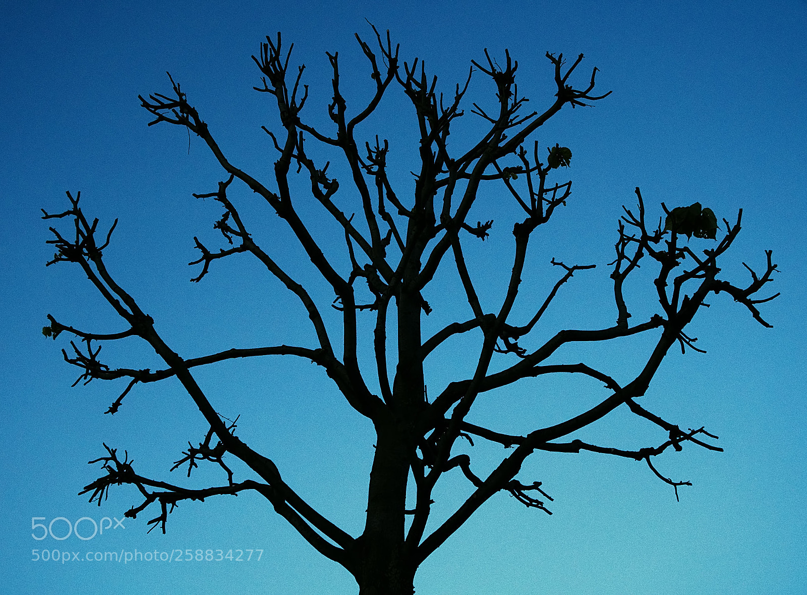 Sony a6300 sample photo. Tree photography