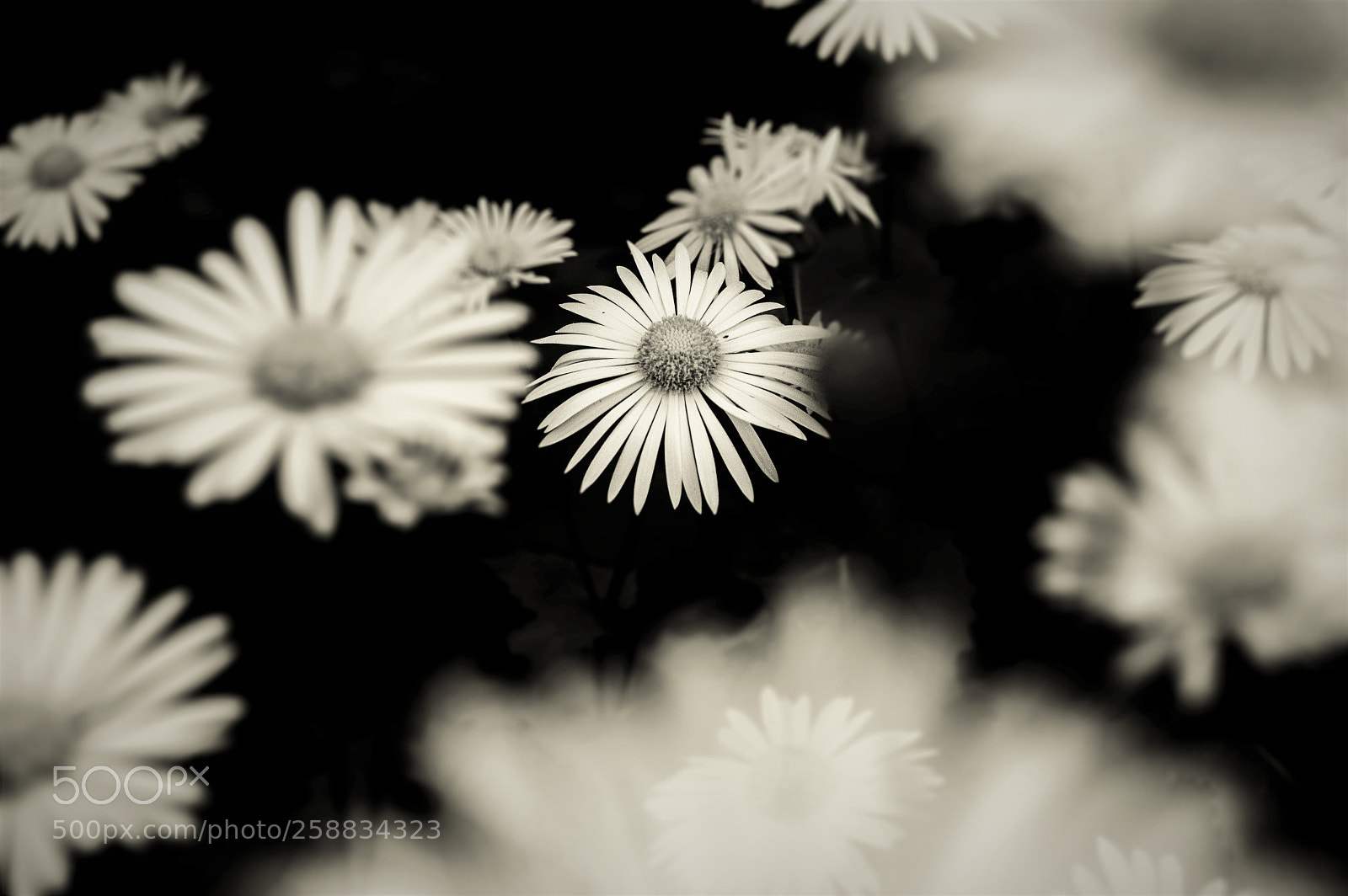 Nikon D3200 sample photo. Flower photography