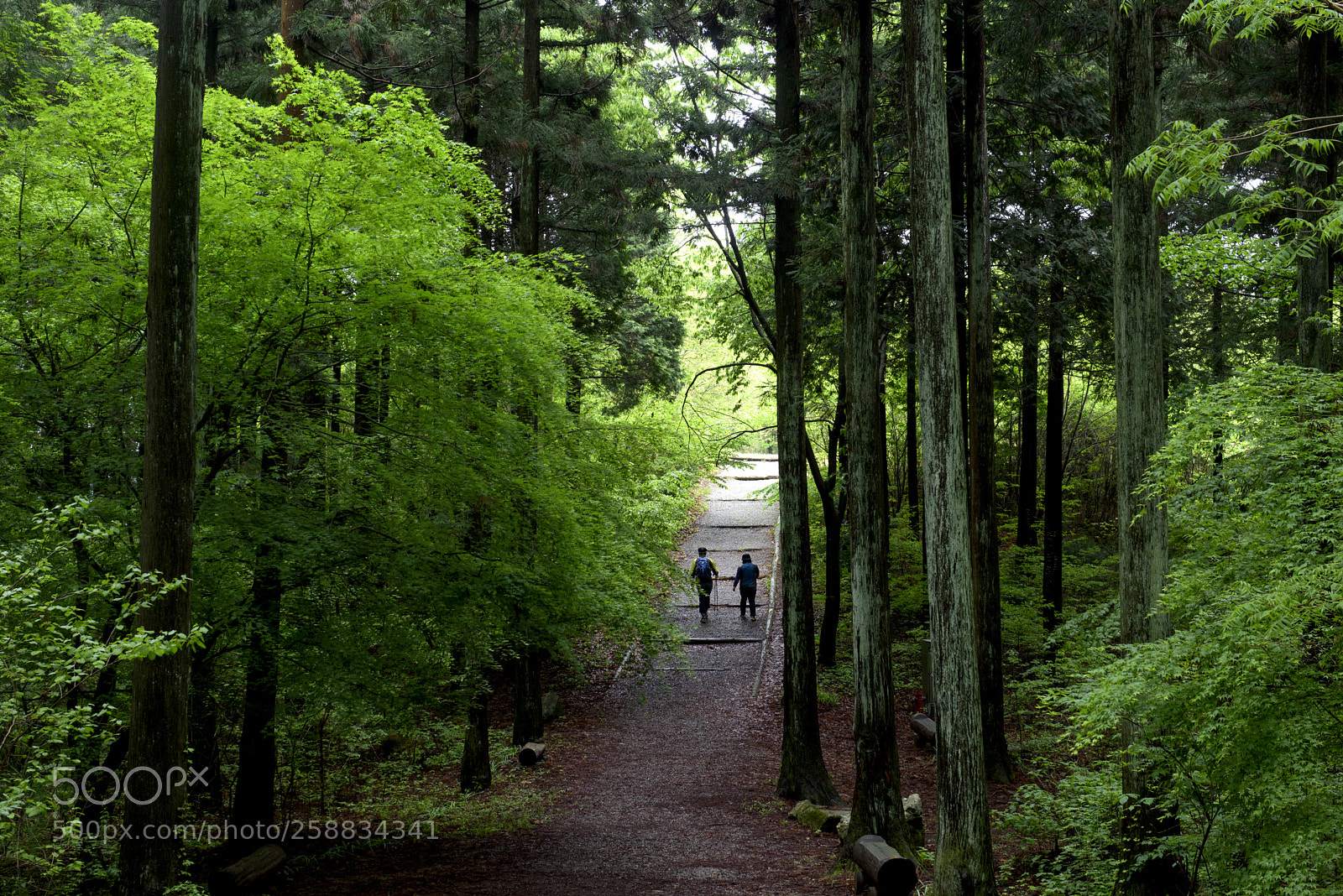 Nikon D810 sample photo. Trekking through mt chungreoung photography