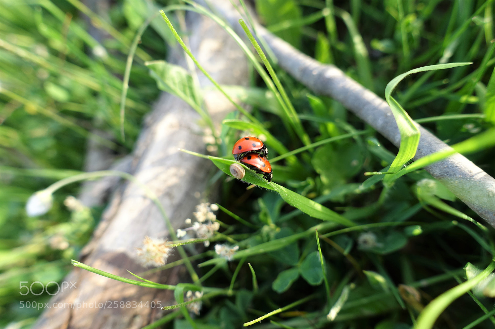Sony Cyber-shot DSC-RX100 III sample photo. Ladybirds photography