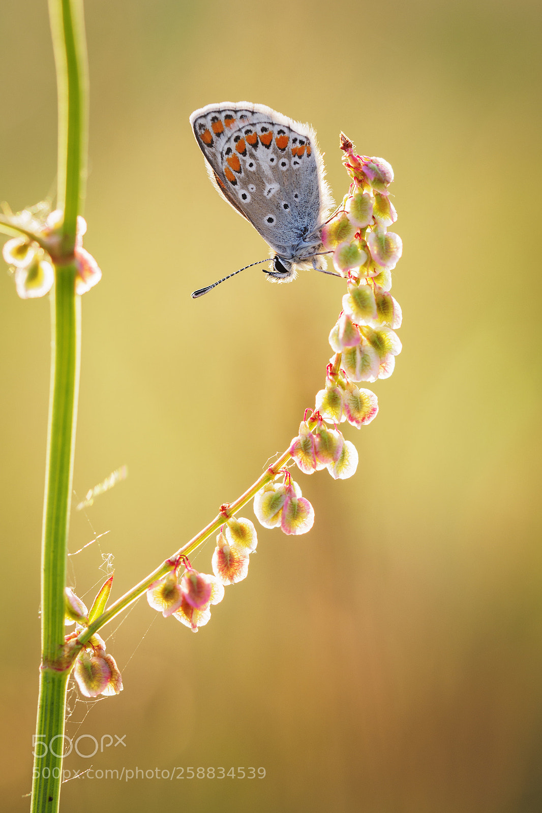 Olympus PEN-F sample photo. Brown argus photography