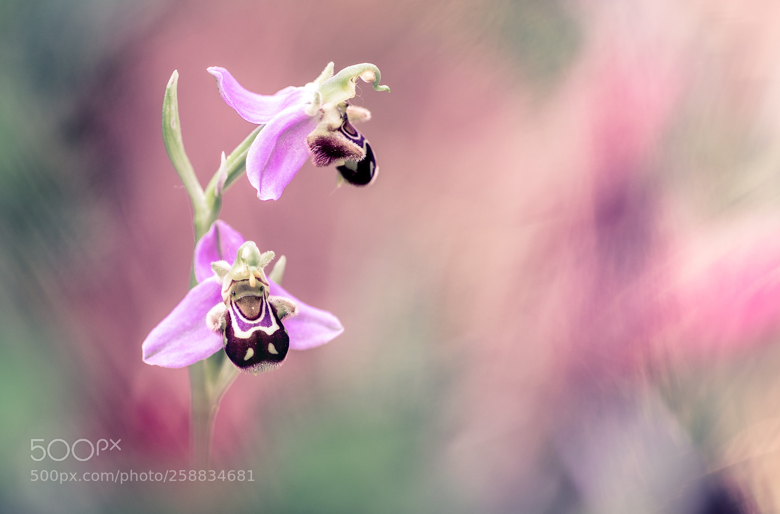 Fujifilm X-T10 sample photo. Ophrys apifera version ii 18´ photography