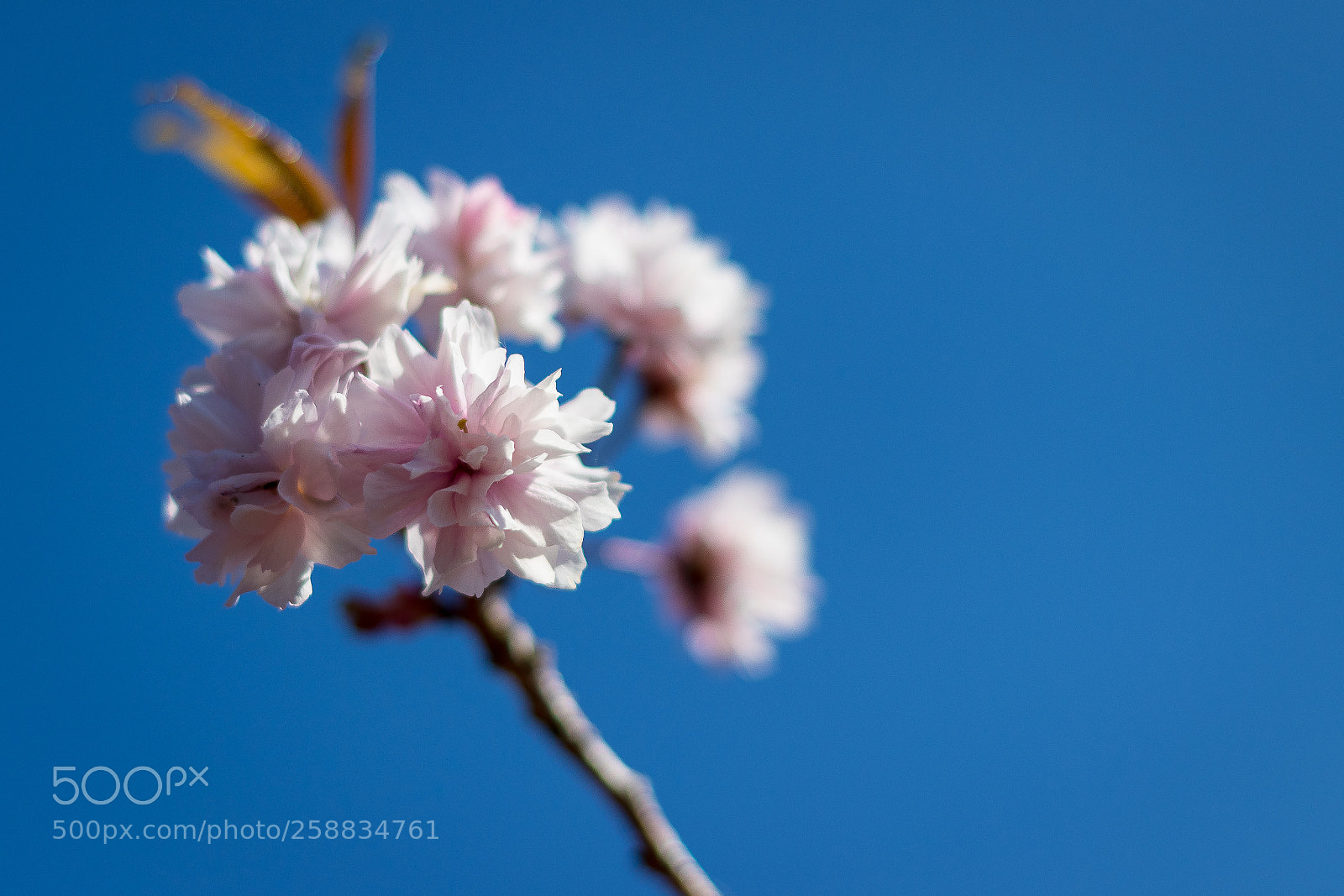 Canon EOS 80D sample photo. Prunus serrulata photography