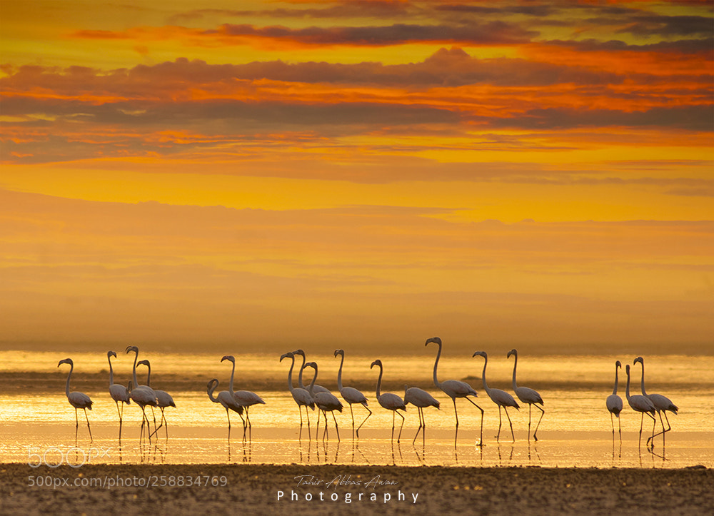 Canon EOS 40D sample photo. Flamingos at sunset in photography