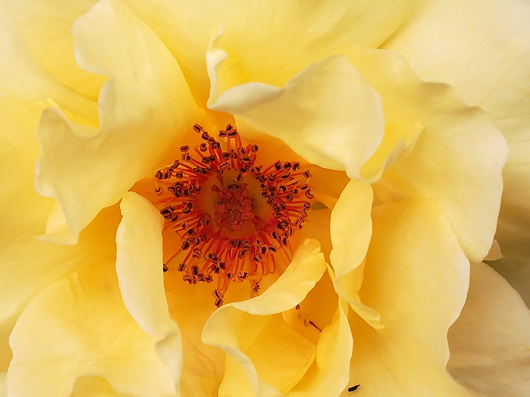 HUAWEI PRA-LX1 sample photo. Rose detail photography