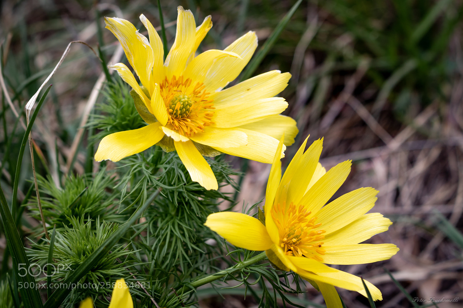 Canon EOS 750D (EOS Rebel T6i / EOS Kiss X8i) sample photo. Adonis-r schen im fr photography