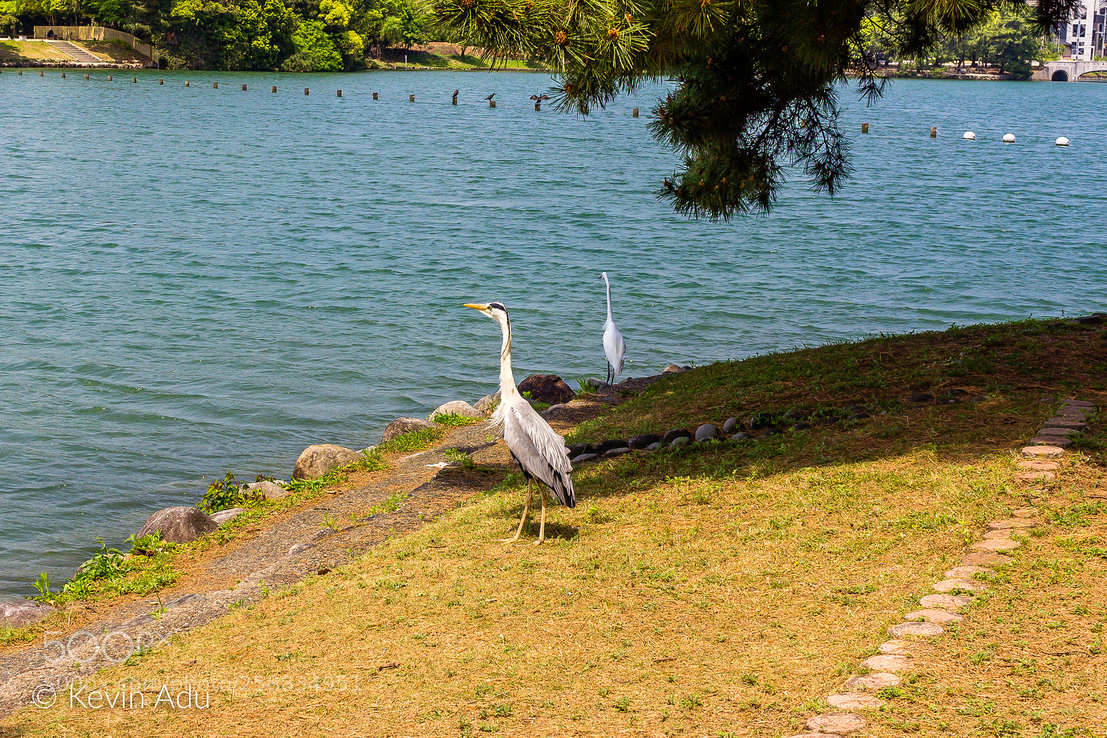 Canon EOS 1200D (EOS Rebel T5 / EOS Kiss X70 / EOS Hi) sample photo. Tsuru (crane) photography