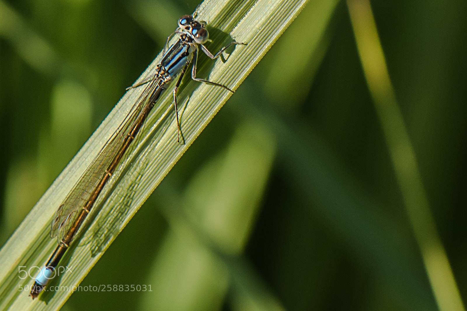 Nikon D750 sample photo. Dragonfly photography