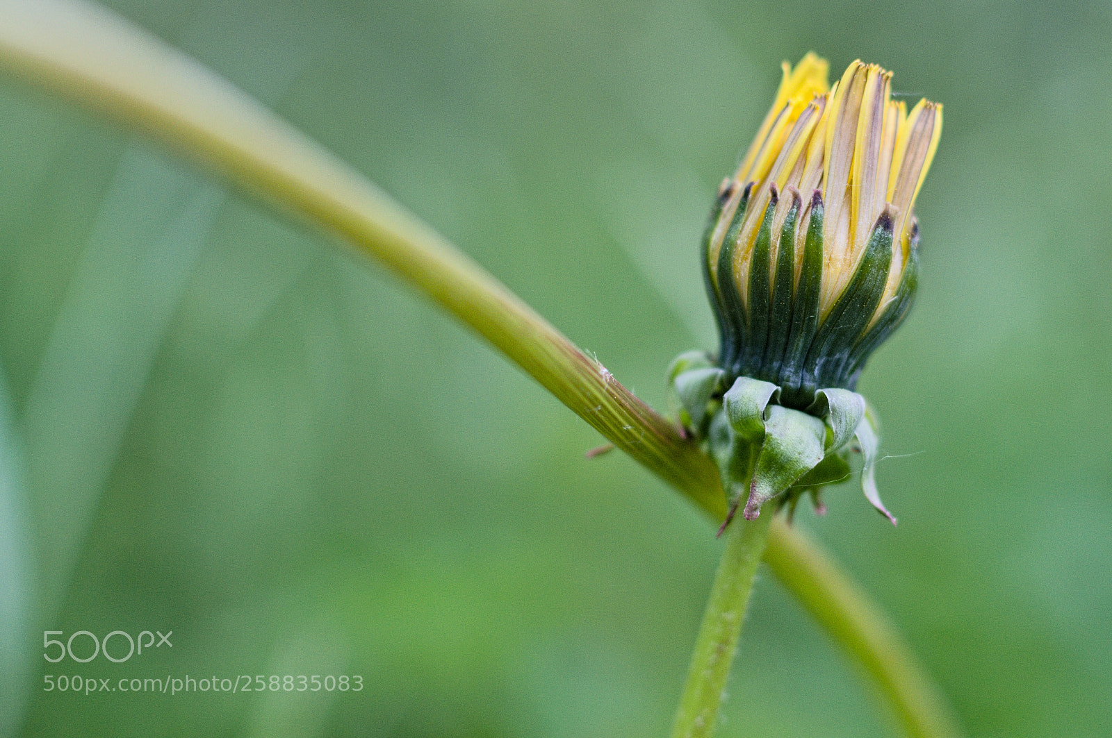 Nikon D3200 + Nikon AF-S DX Nikkor 35mm F1.8G sample photo. Flower cross photography