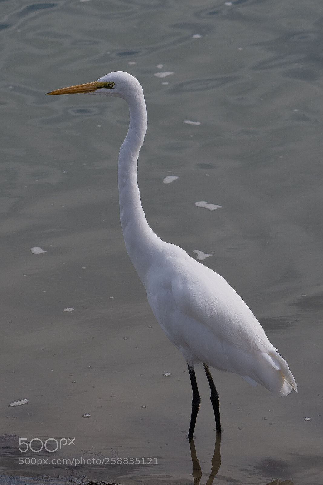 Nikon D500 sample photo. White heron k tuku photography