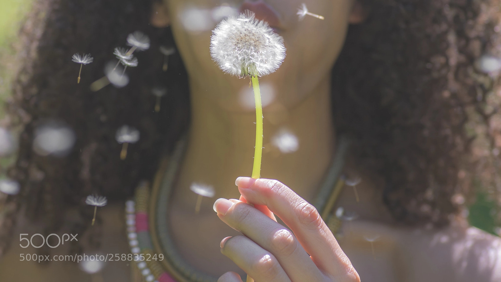 Nikon D750 sample photo. Dandelion bokeh photography