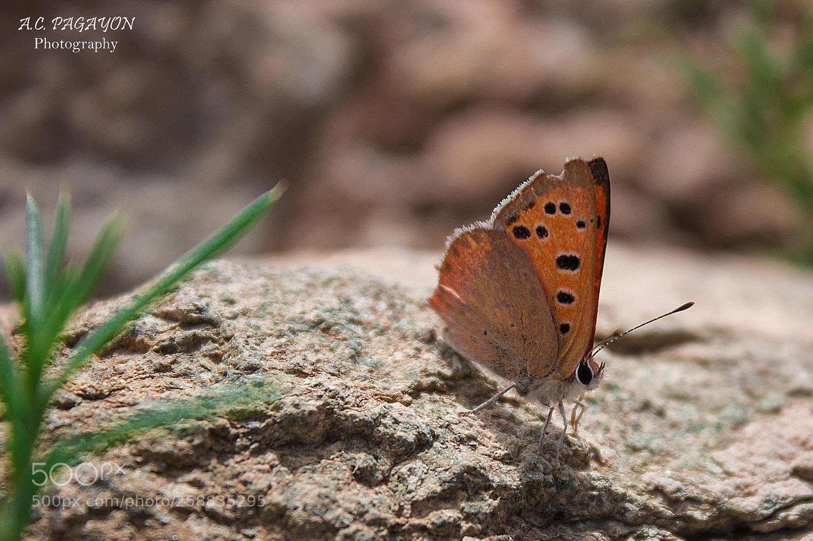 Canon EOS 600D (Rebel EOS T3i / EOS Kiss X5) sample photo. Butterfly photography