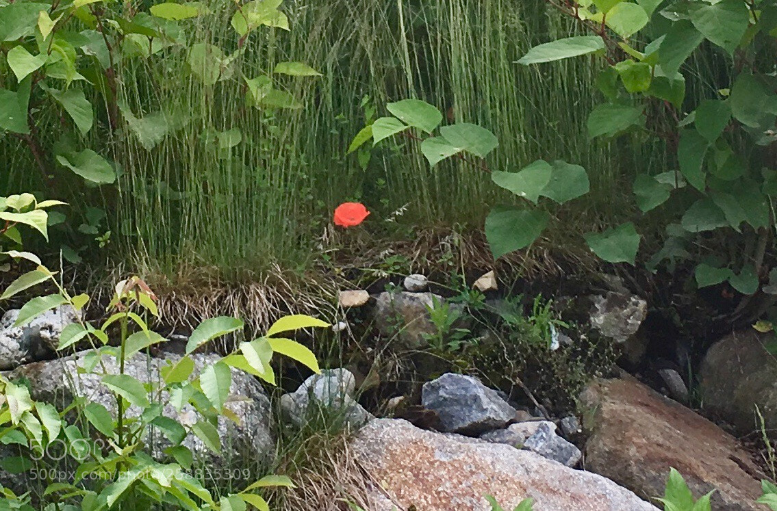 Apple iPhone SE sample photo. Untitled photography